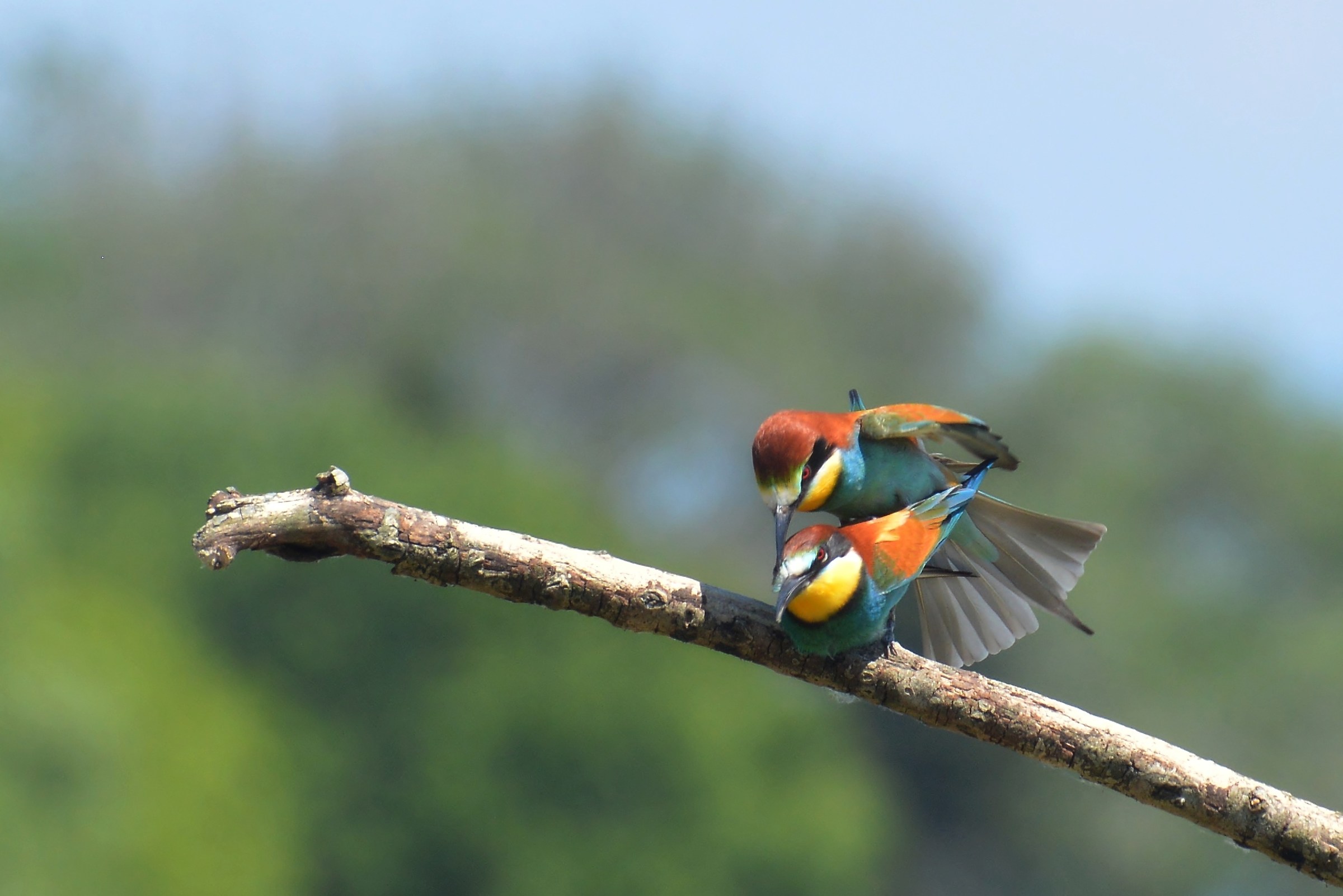 bee-eaters pair