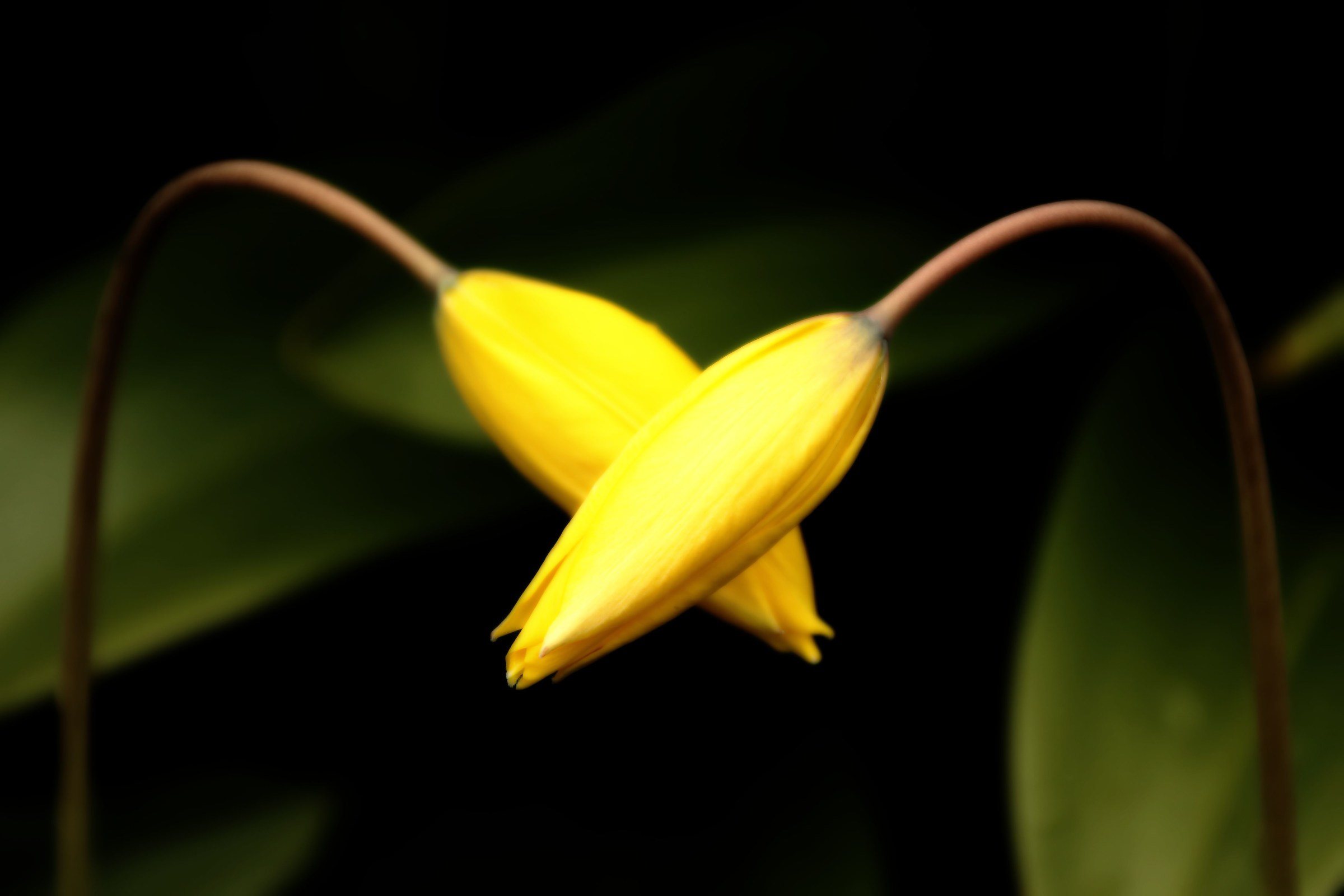 Edinburgh - Les Amants