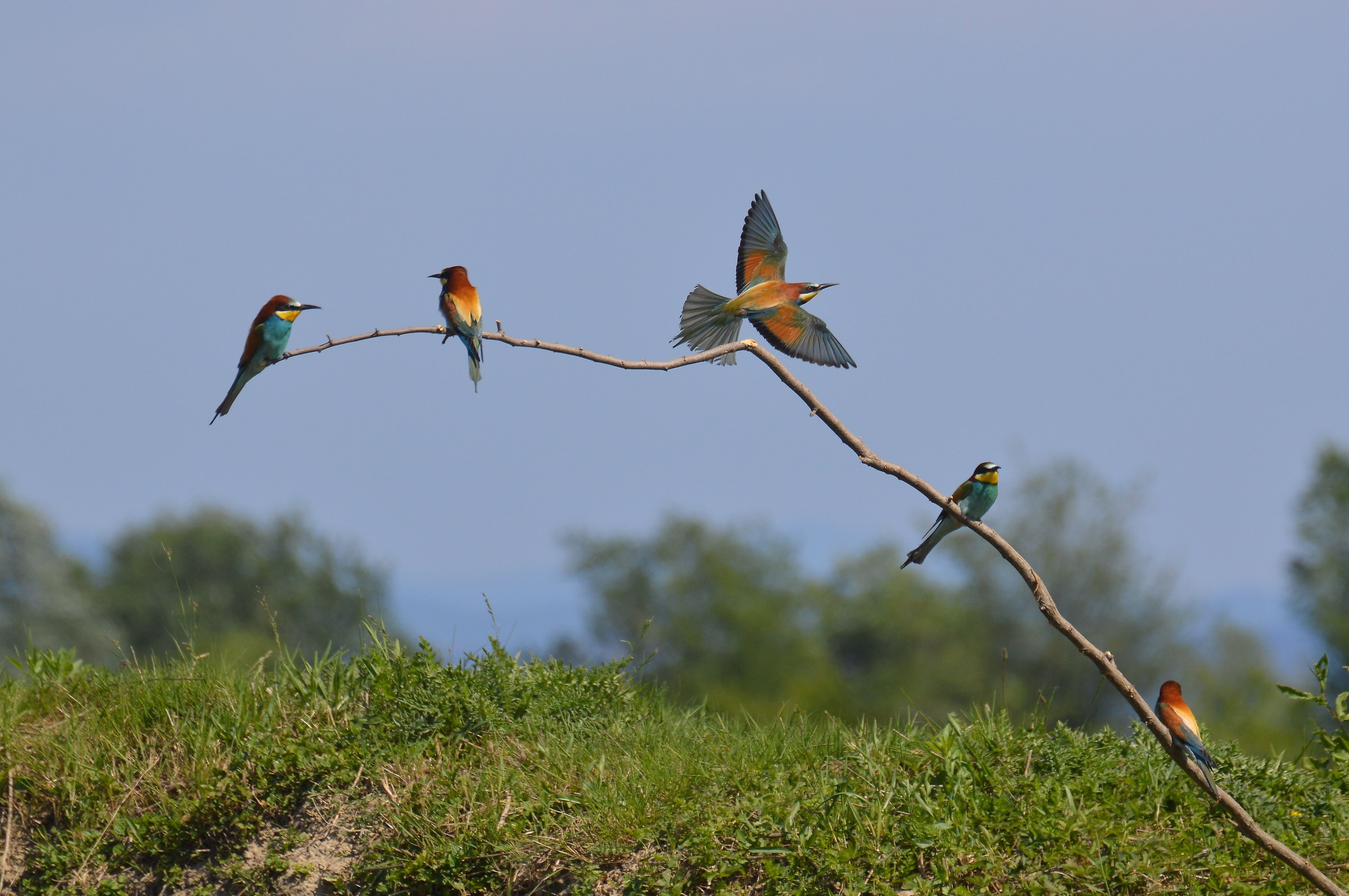 bee-eaters on branch
