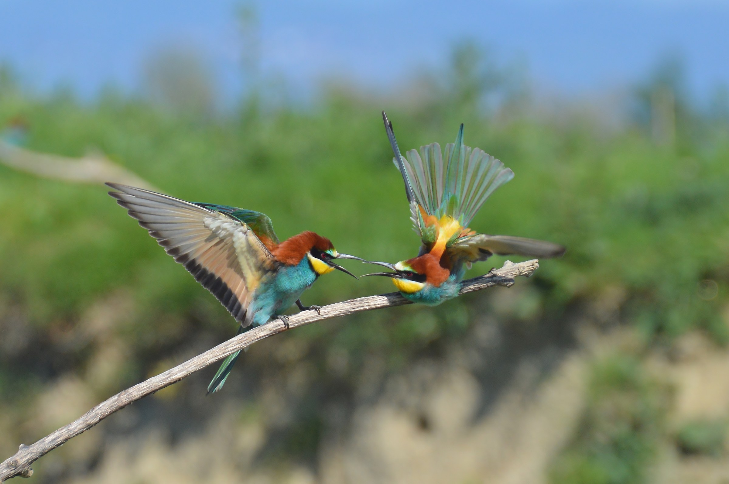 quarrel between bee-eaters