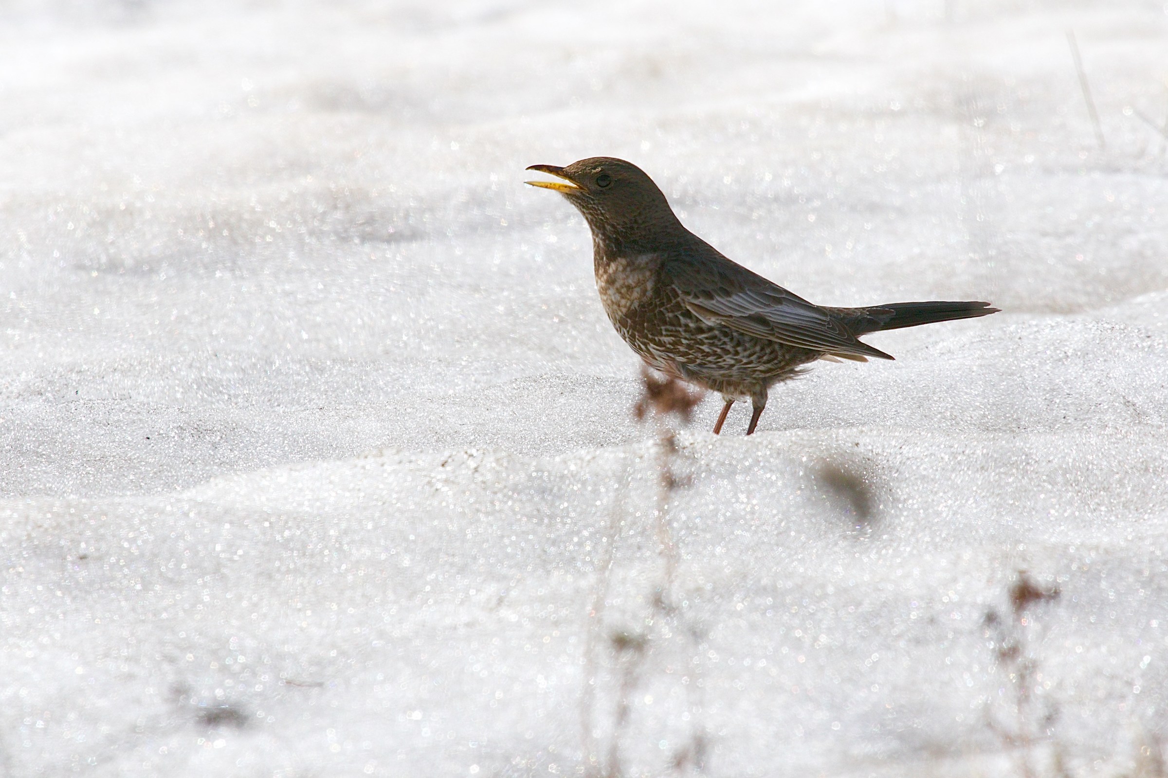 Ouzel female