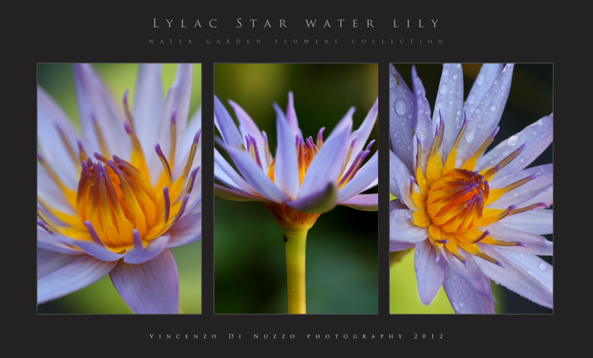 water lily