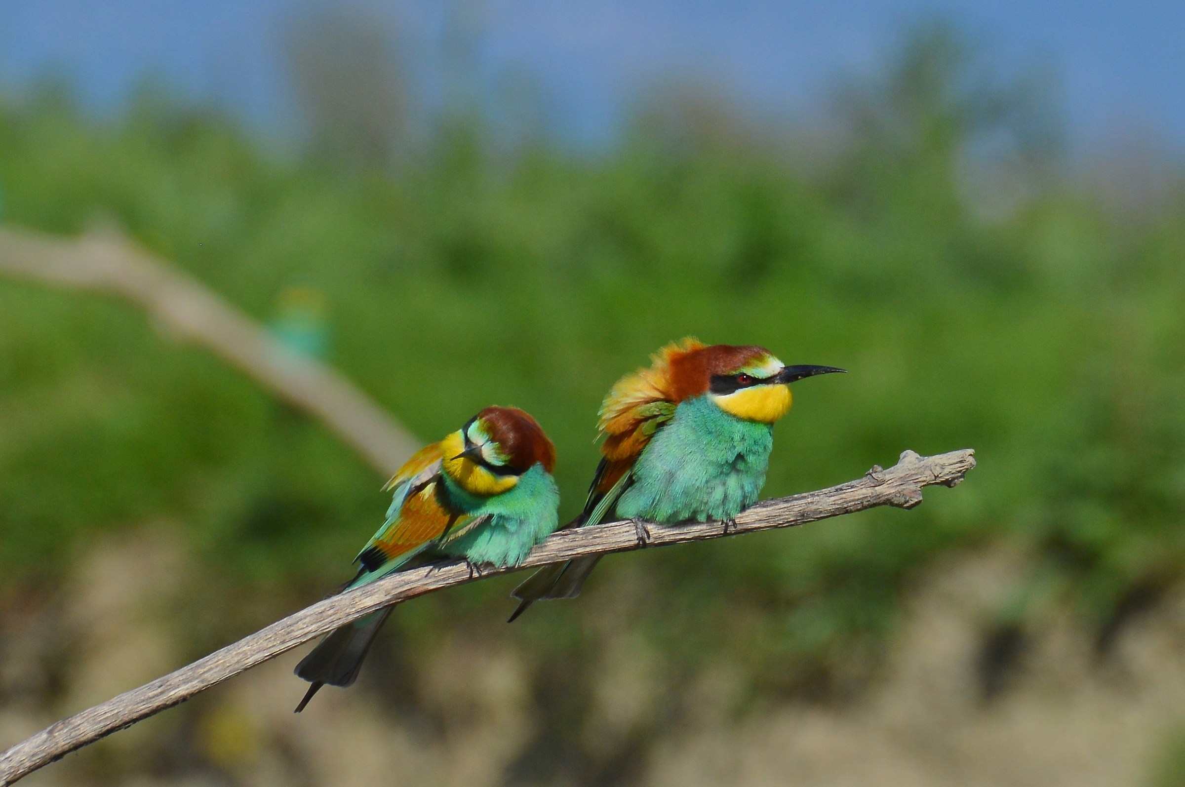 bee-eaters uncombed