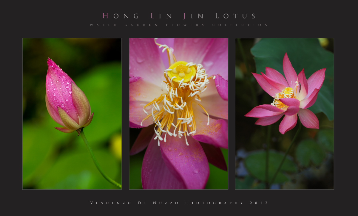 lotus