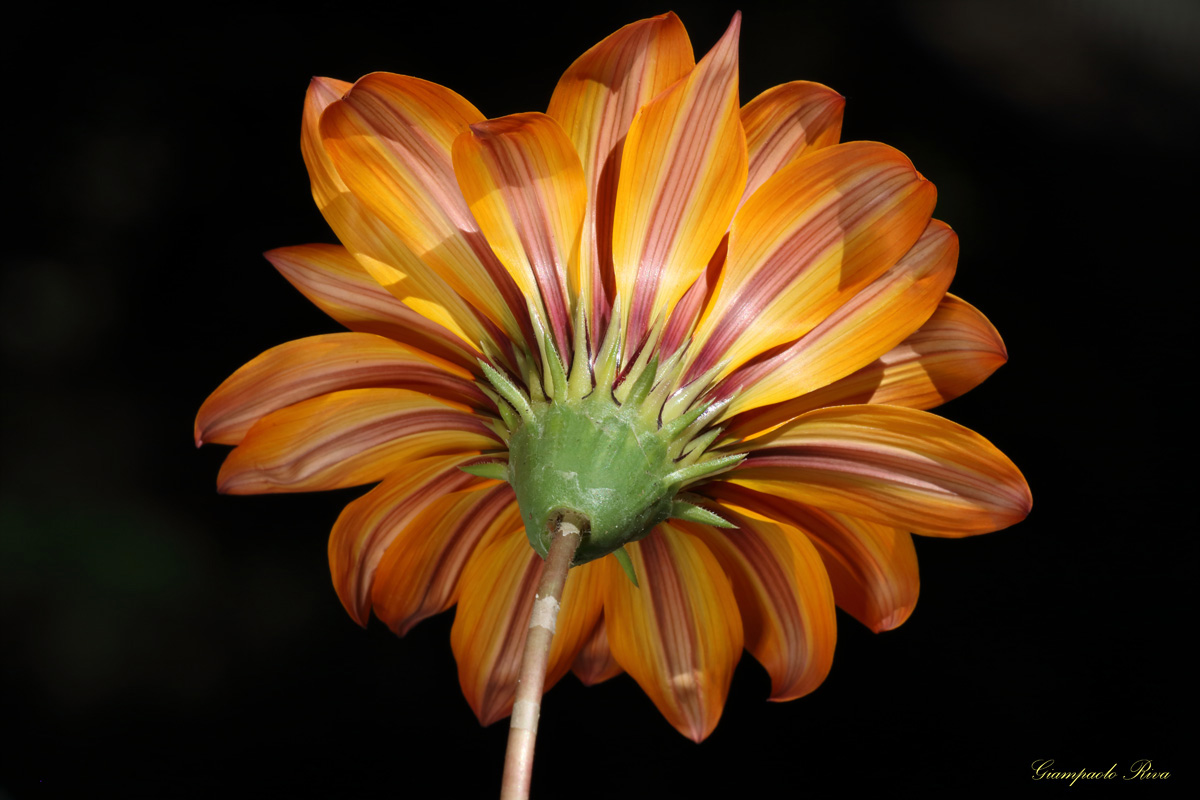 fiore gazania