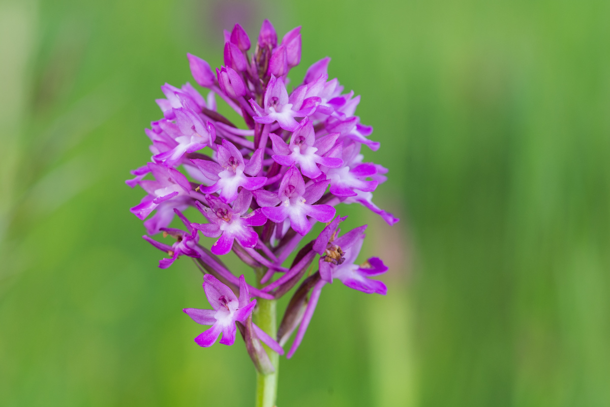 Orchis Pyramidalis