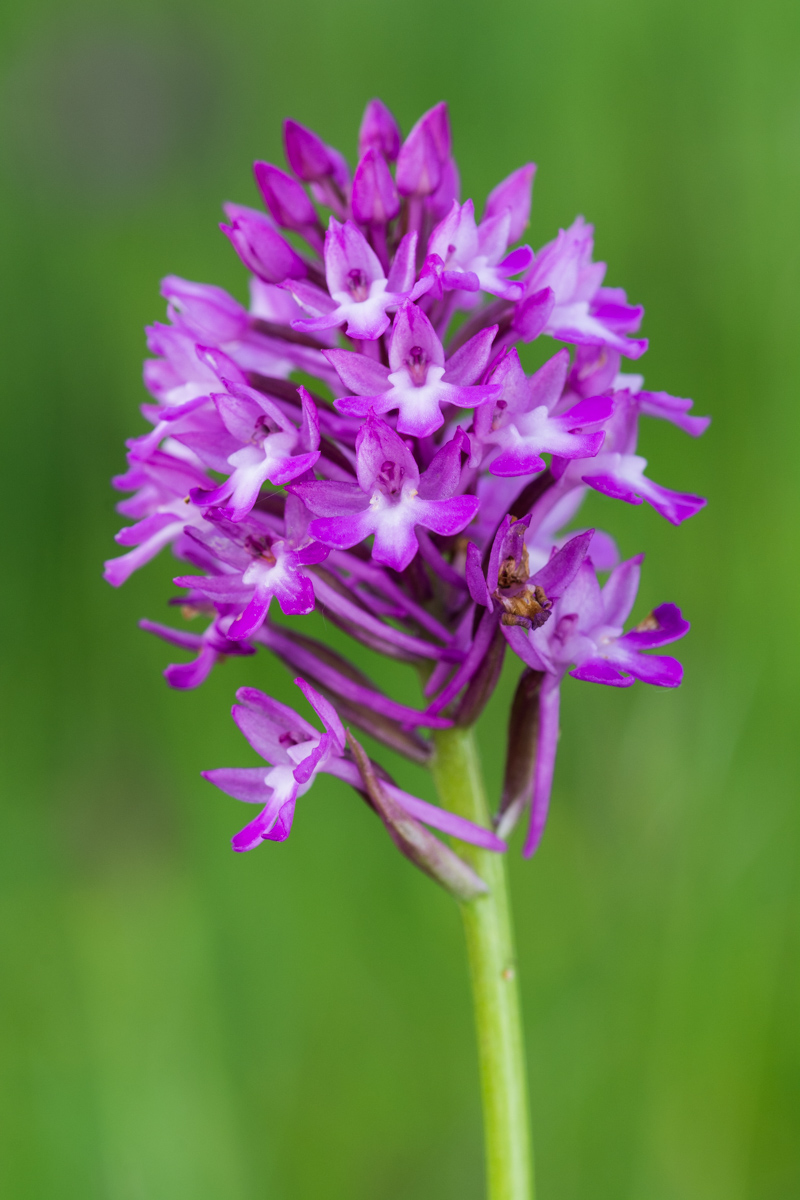 Orchis Pyramidalis