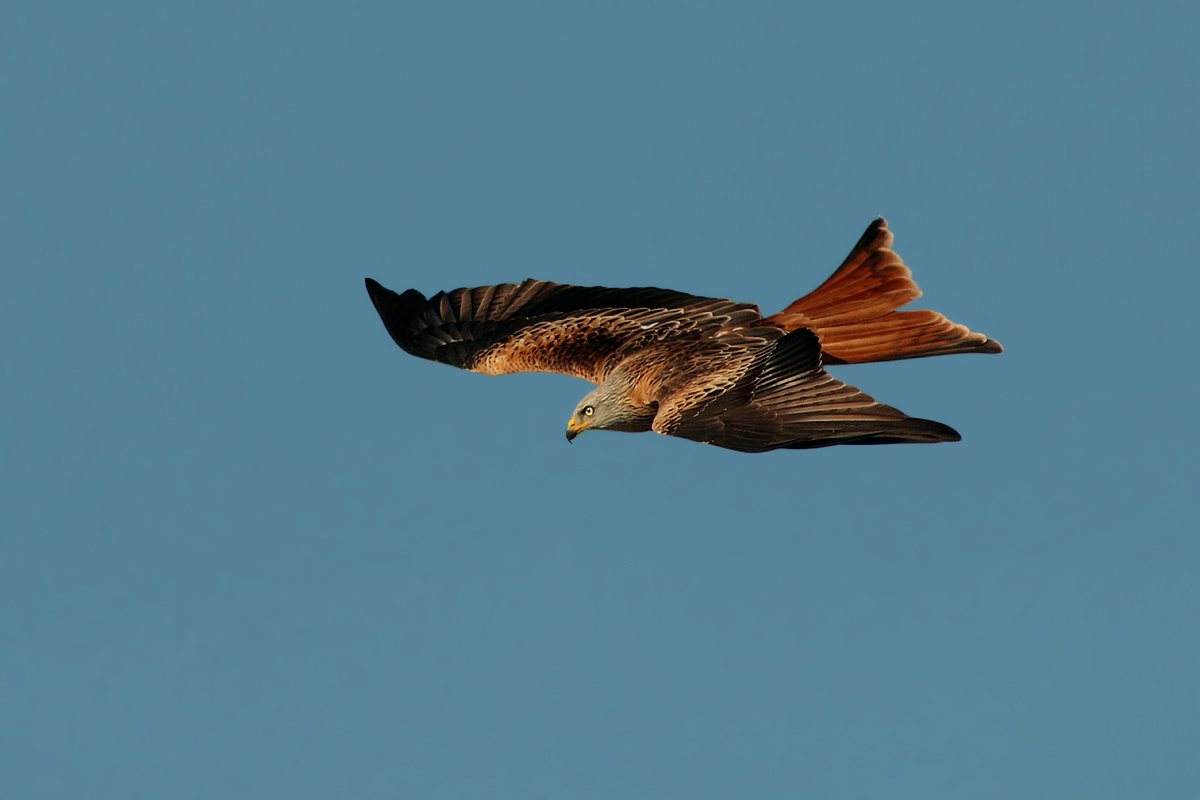 Nibbio reale in planata