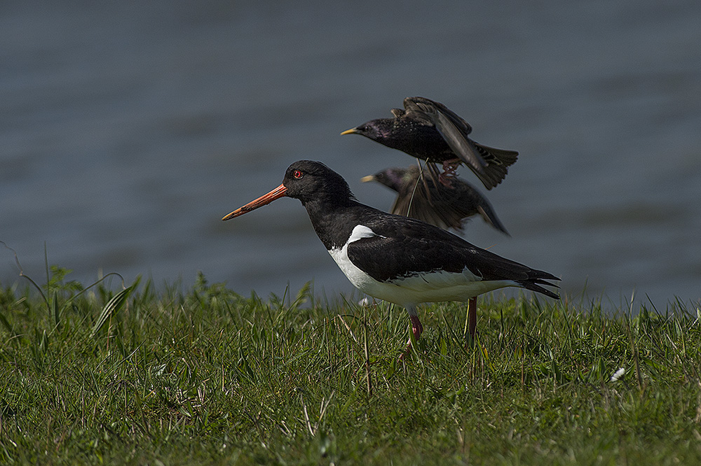 Beccaccia di mare in compagnia