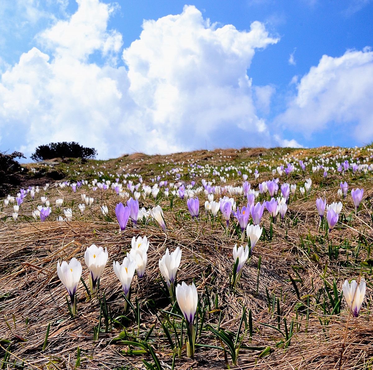 Lagorai, nelle vicinanze del passo del Manghen