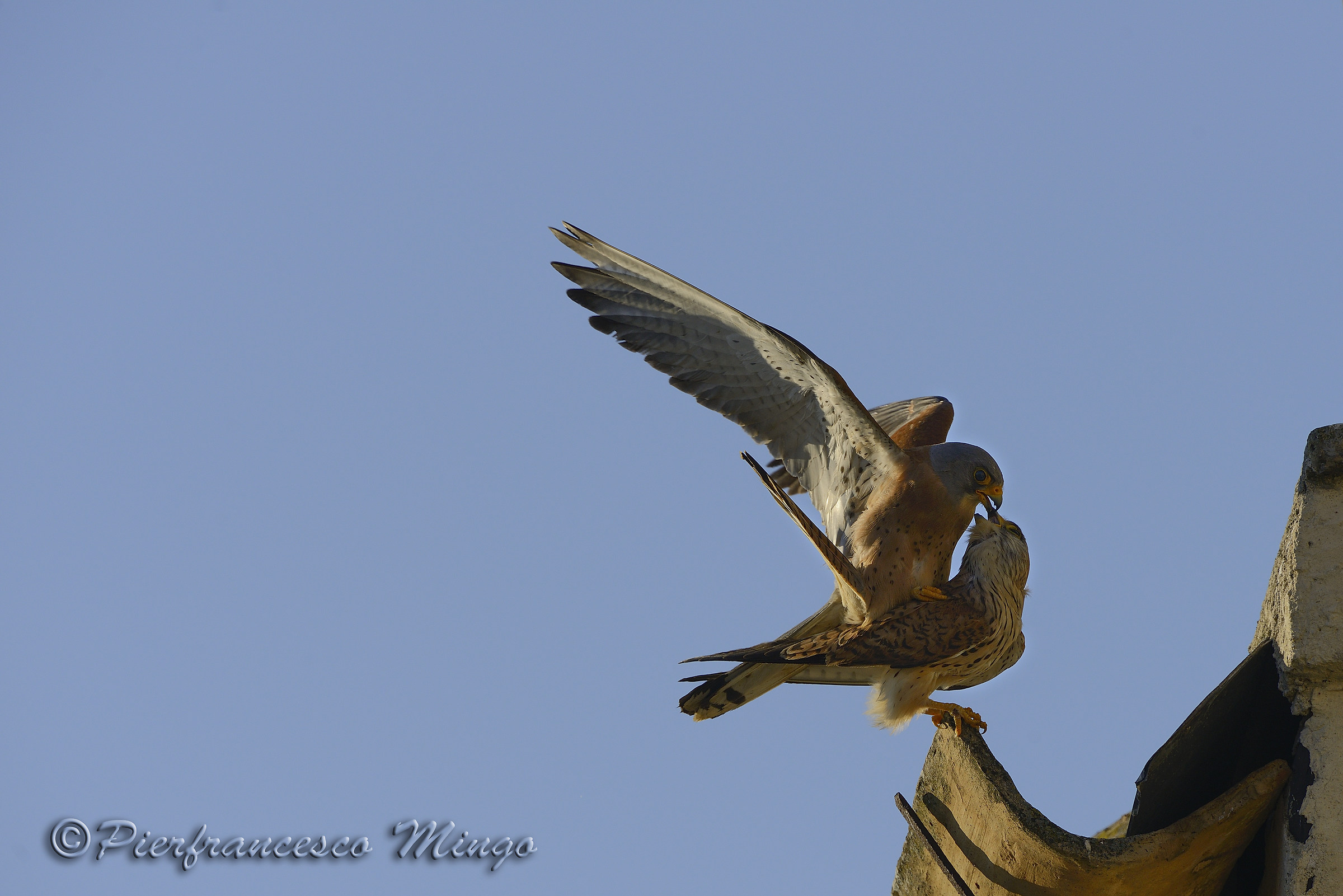 acrobazie amorose, falco grillaio