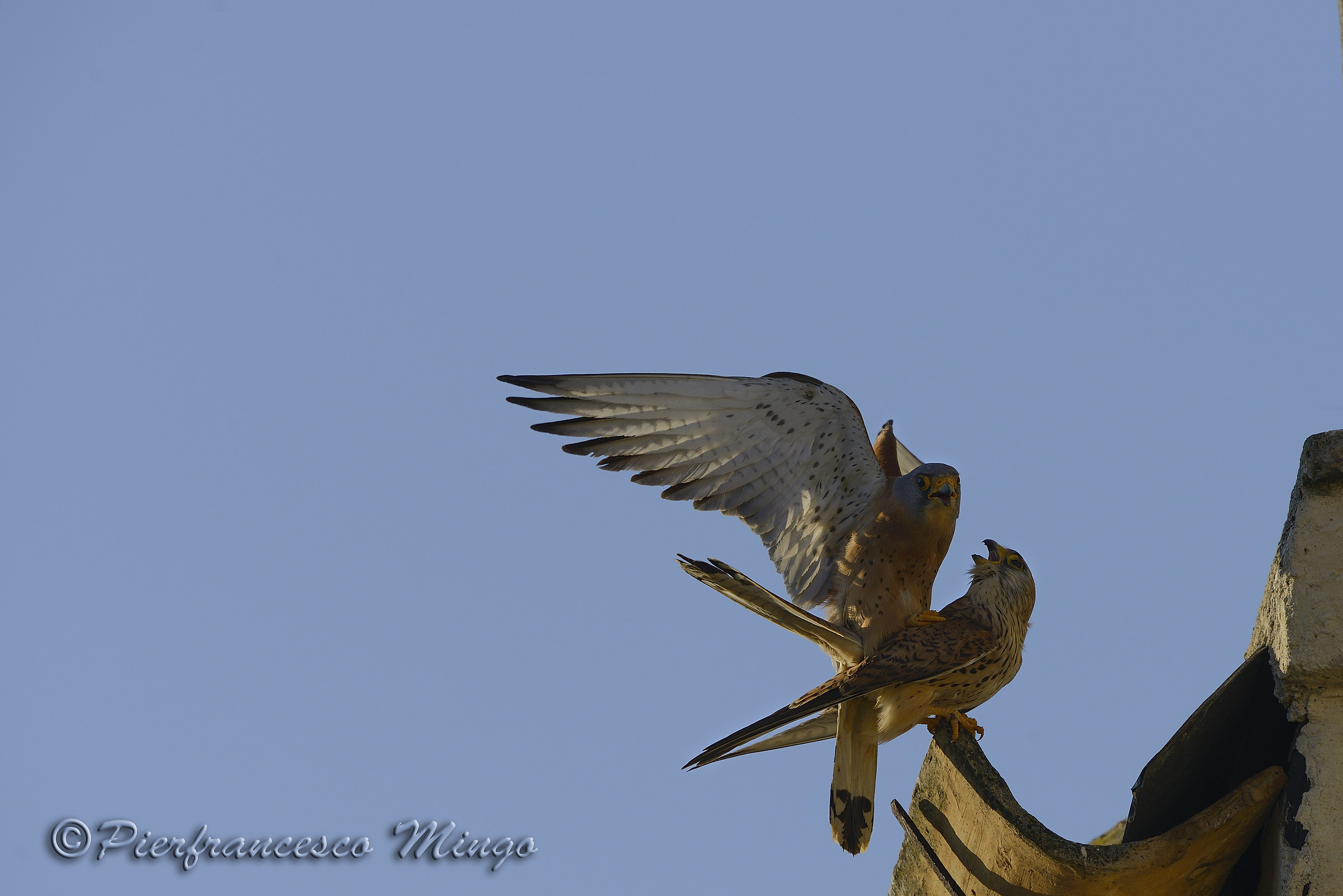amorous acrobatics, lesser kestrel