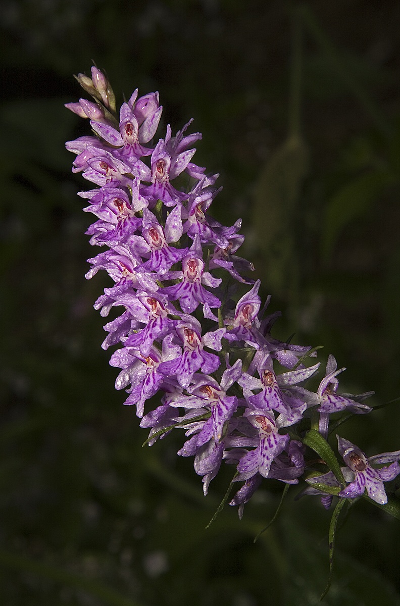 Dactylorhiza Tarnished