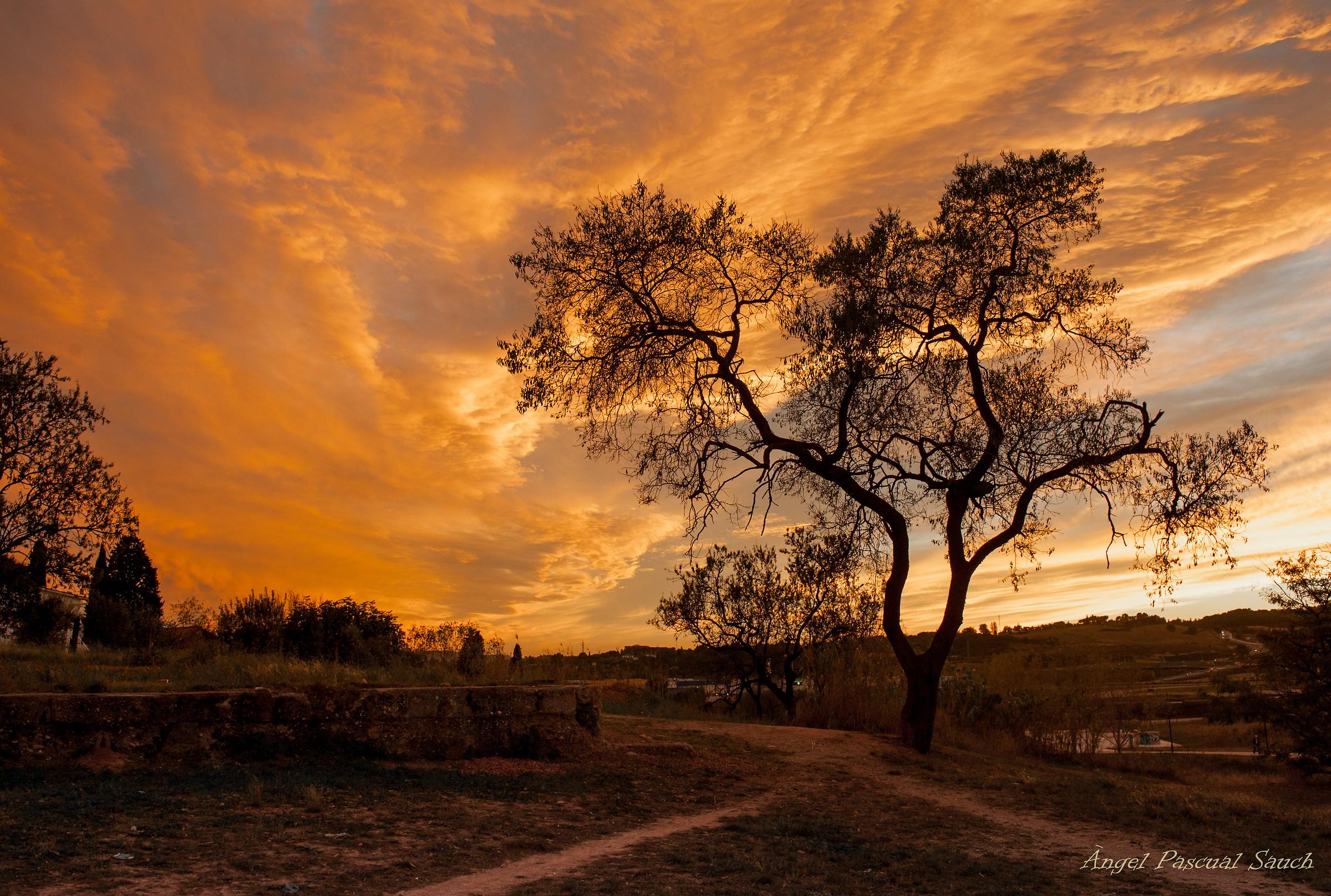 L'arbre de les set Llengües de foc
