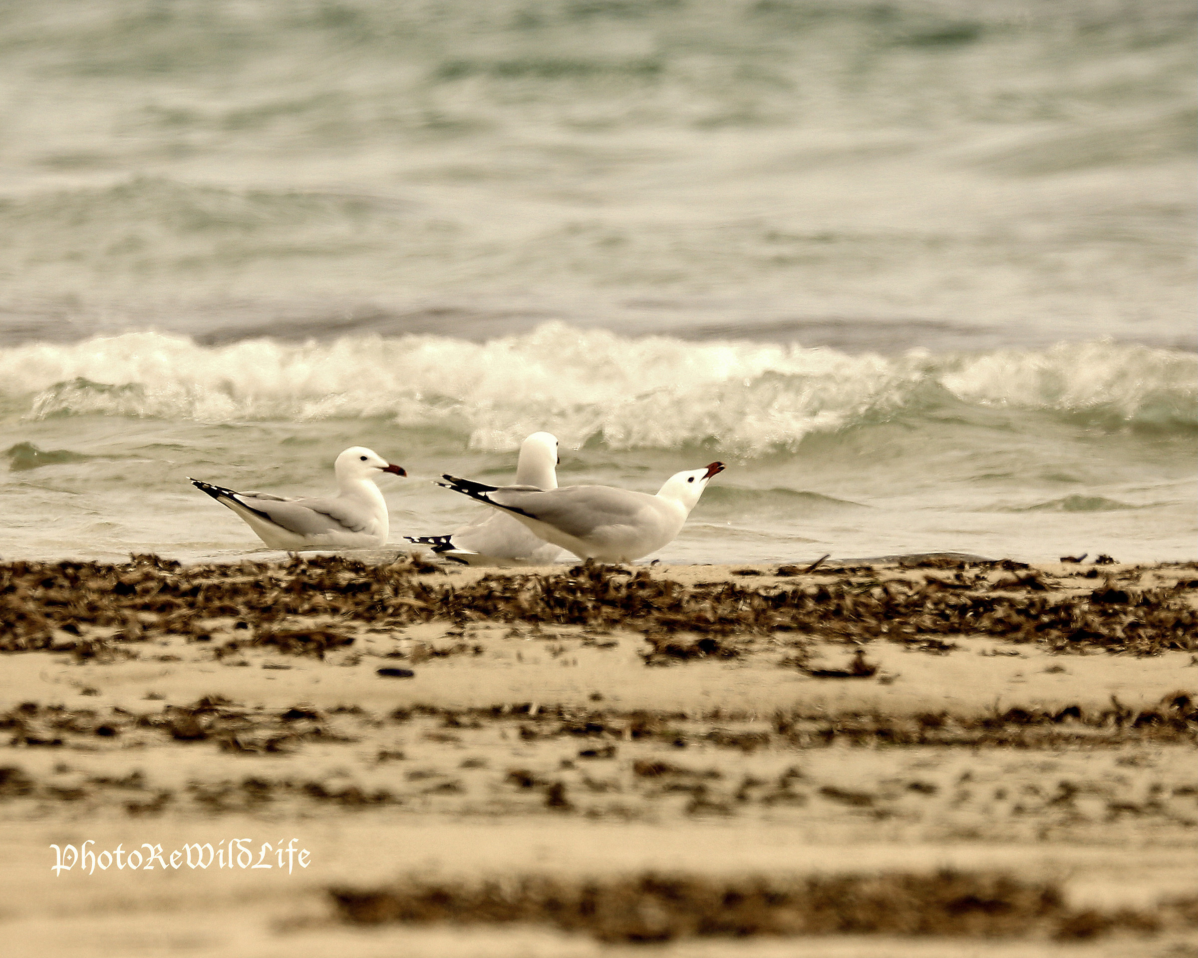 Gabbiani Nuova serie III