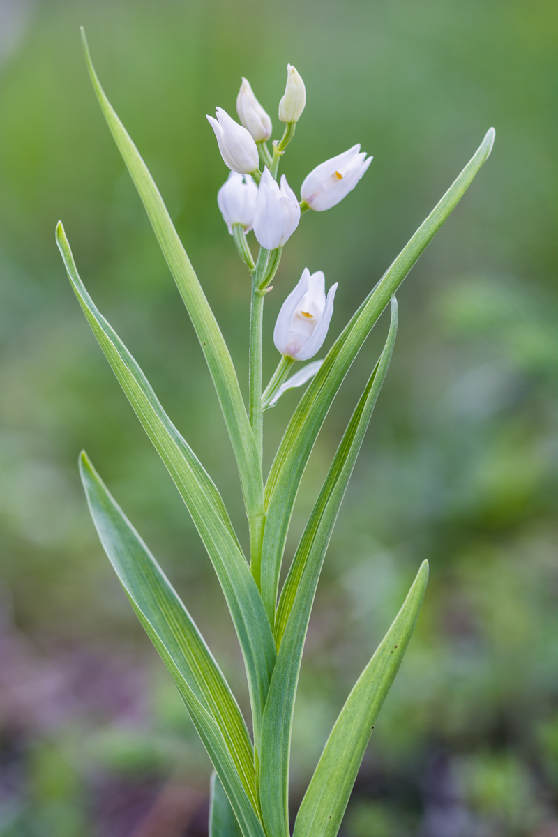 Cephalanthera Longifolia