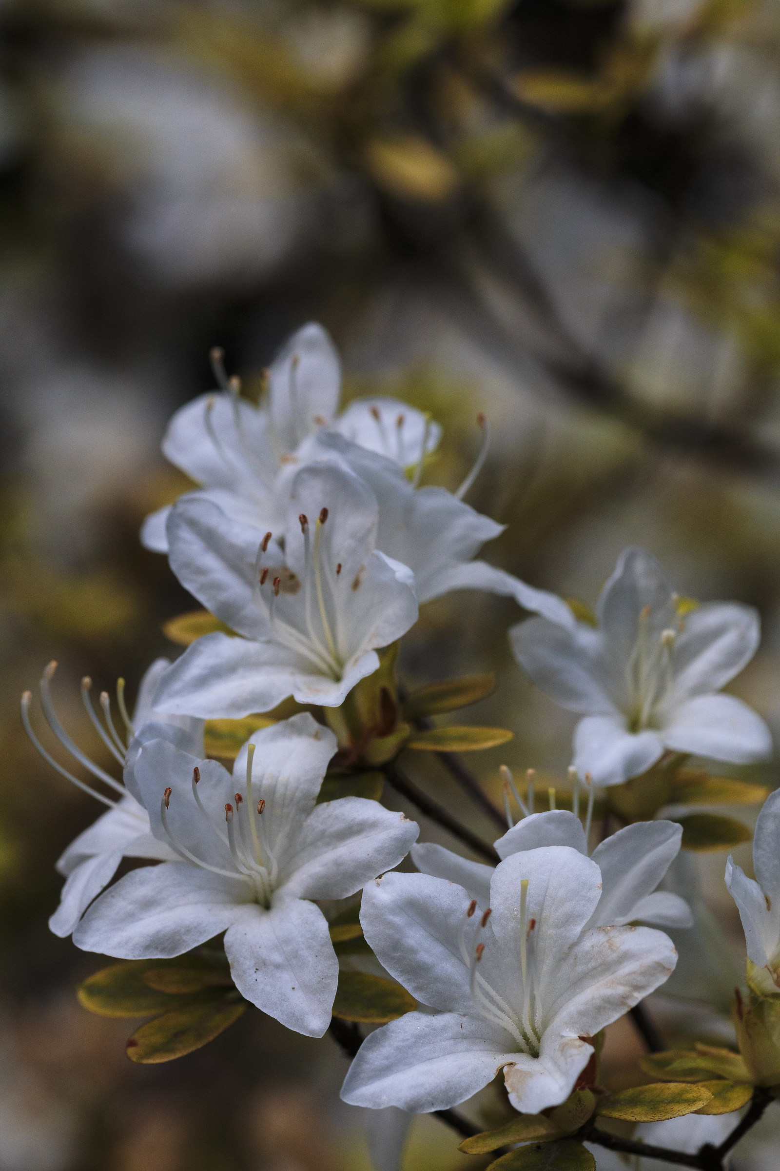 White Azalea Flower
