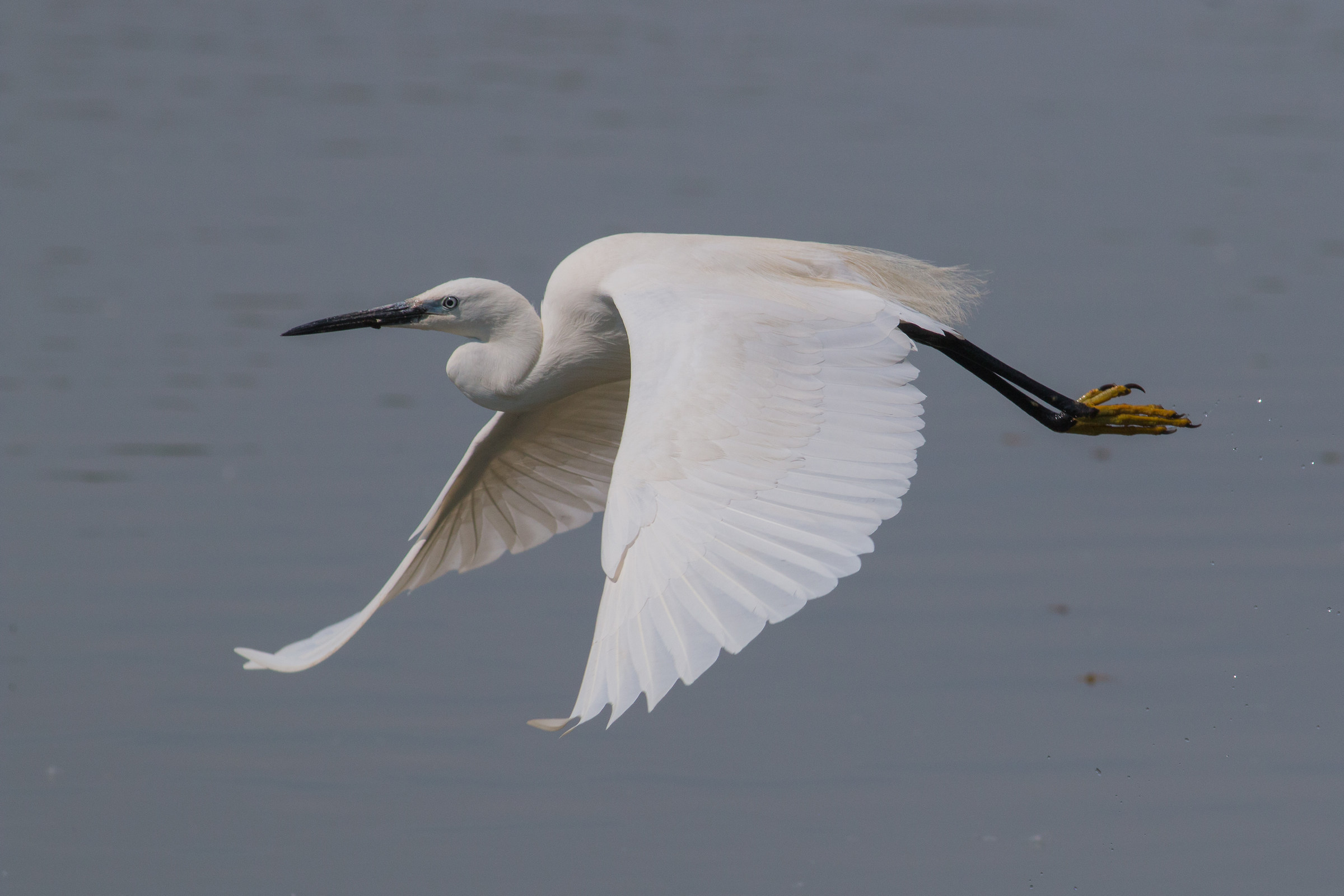 egret