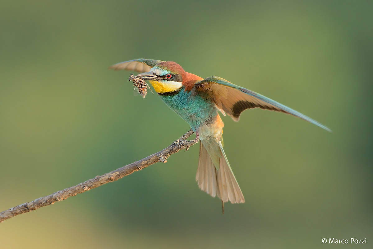 The bee-eater & the bee