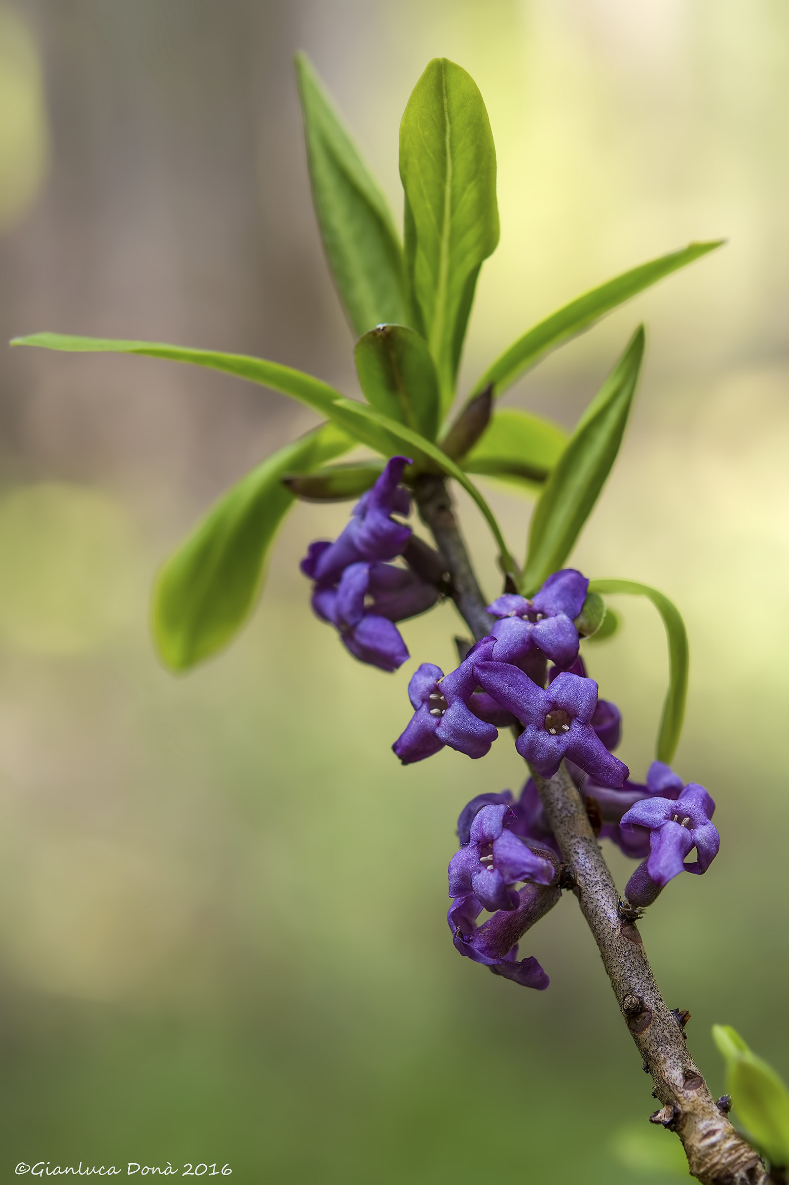 Daphne mezereum L. 1753
