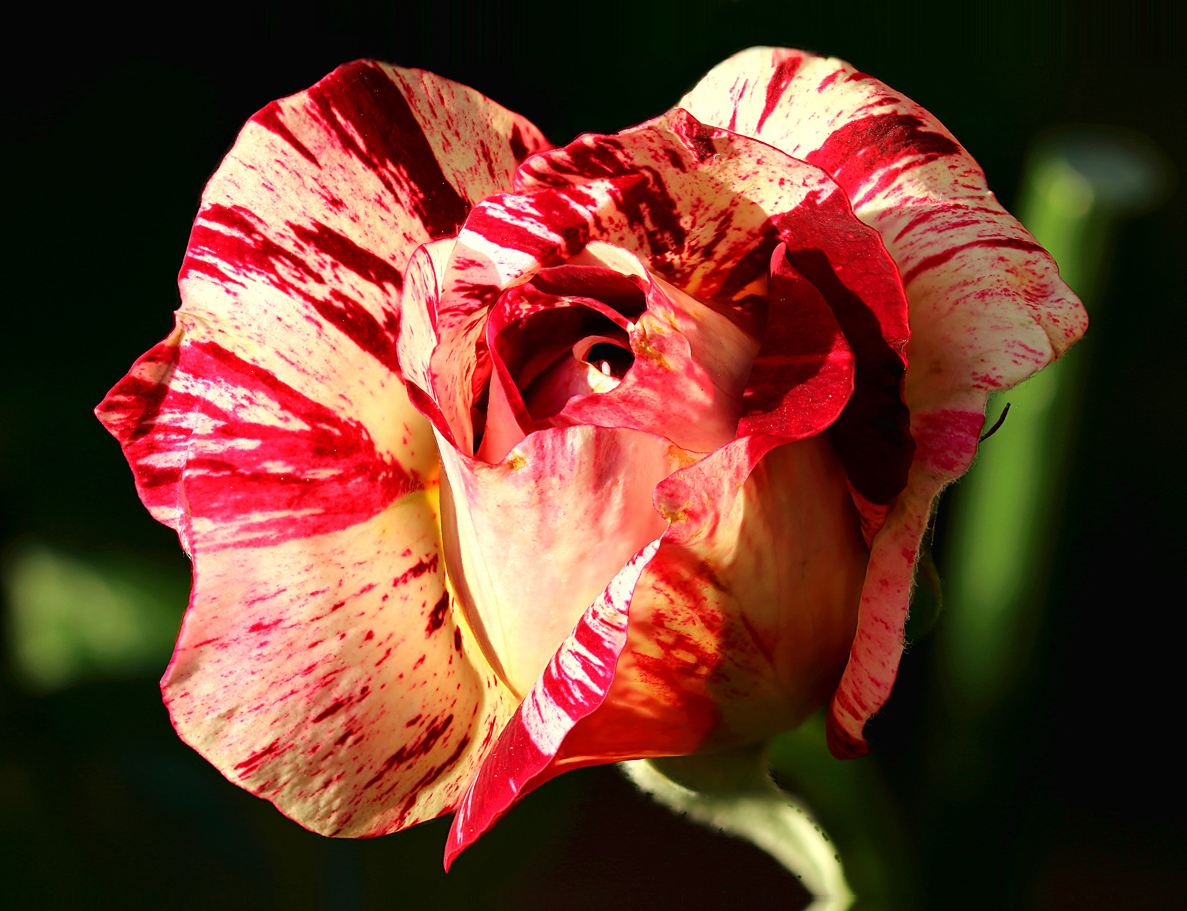 Rosa "Julio Iglesias"