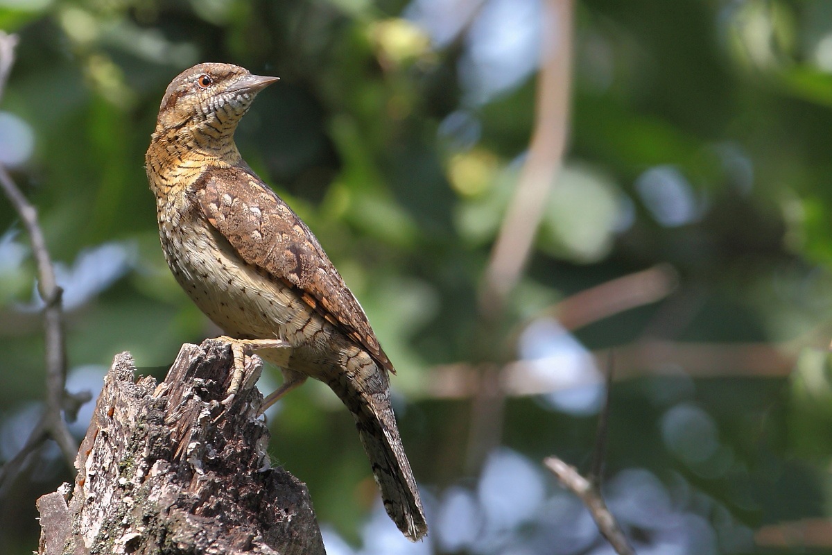 Alla ricerca del compagno