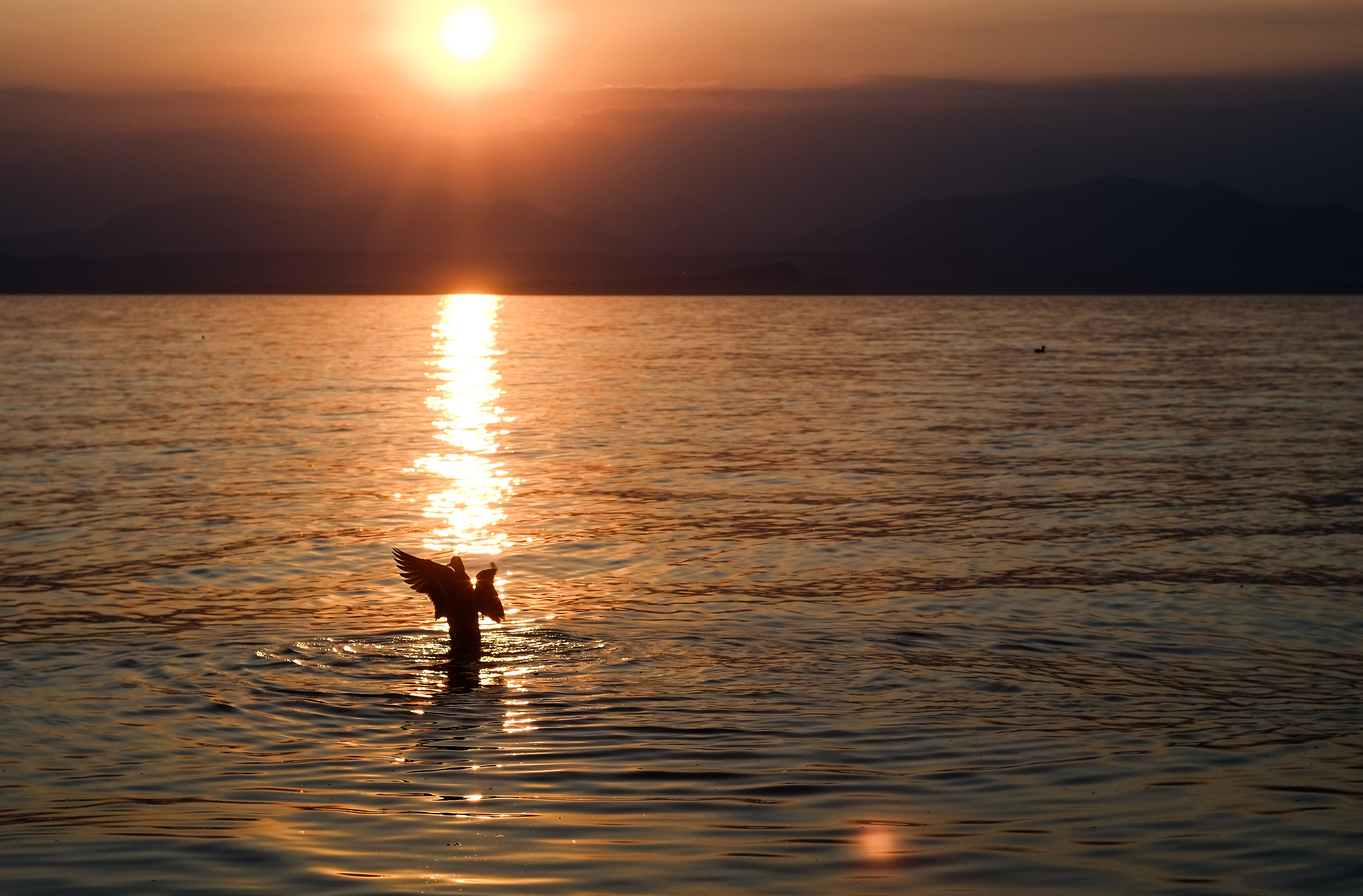Swimming in the sunset