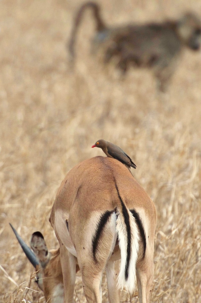Bird cleaner to deal with a gazelle
