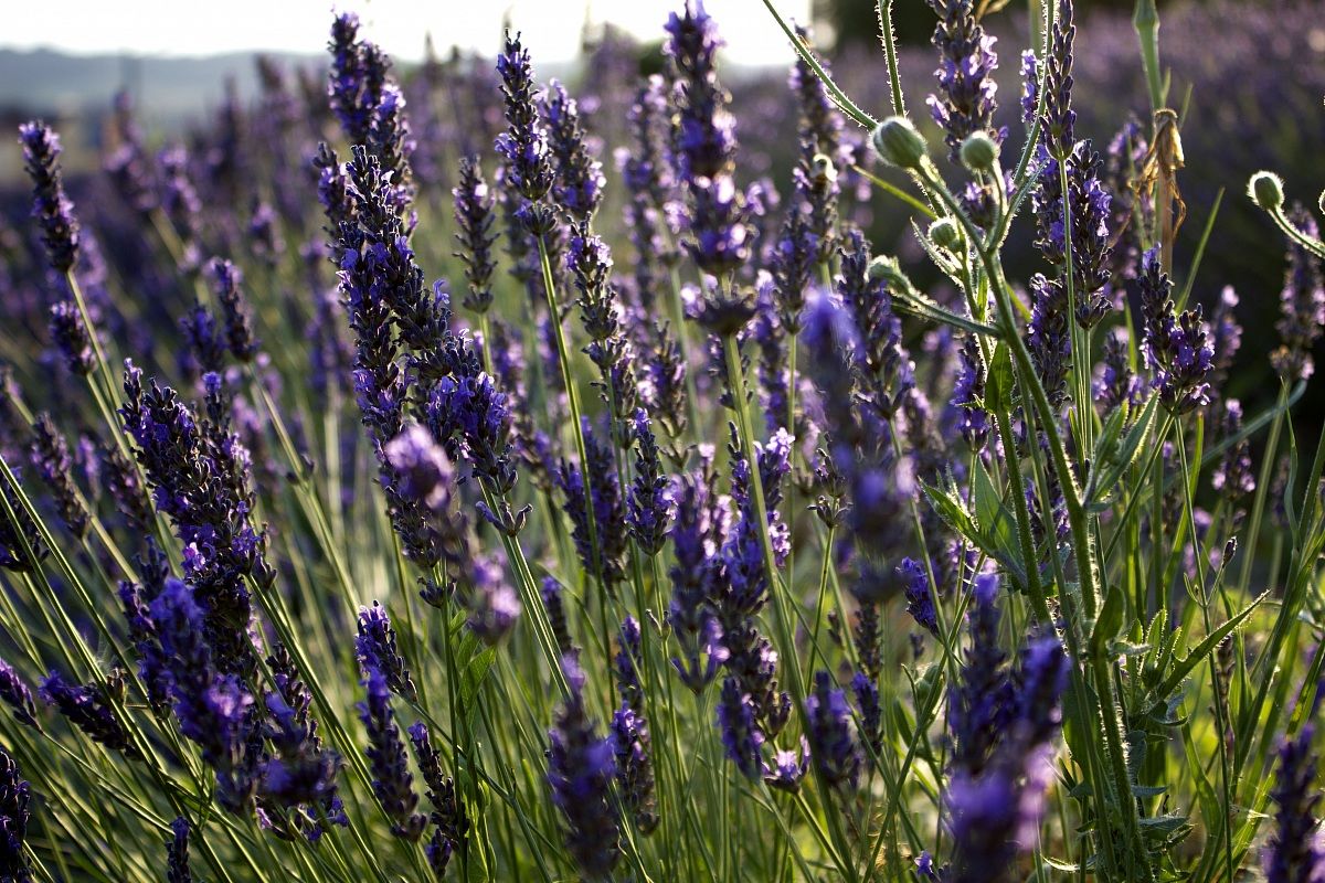 quel profumo di lavanda....