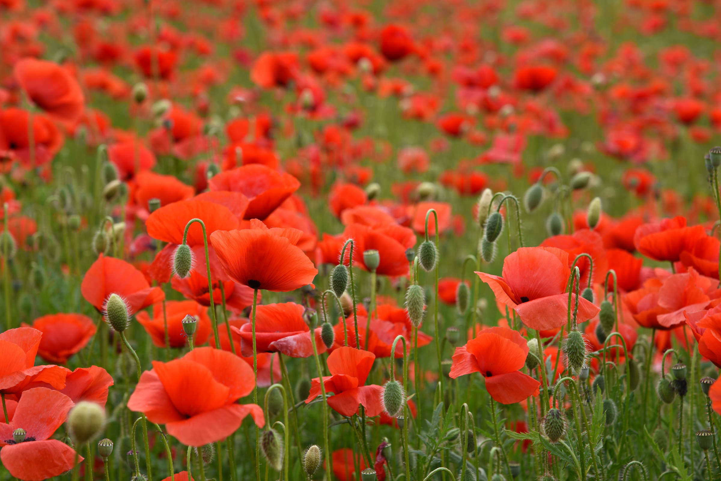 Mille papaveri rossi