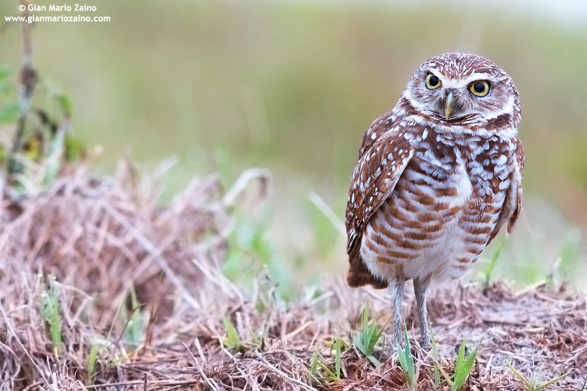 Burrowing owl (2)
