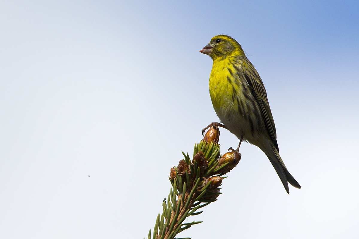 Serinus serinus - European Serin