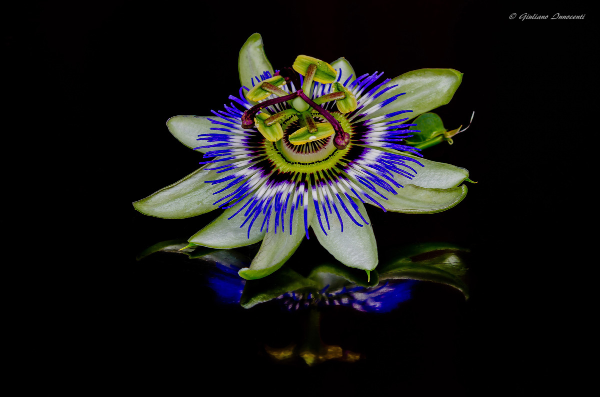 la Passiflora