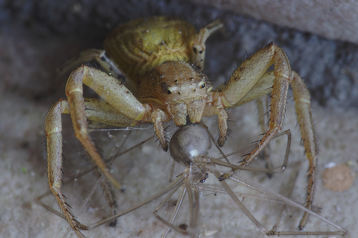 cannibalismo   ...in hdr