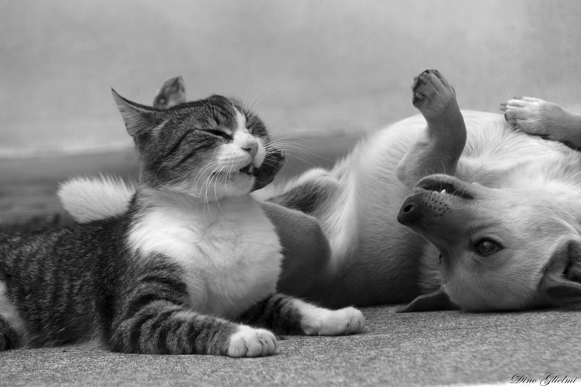 Hate is human, friendship is the animals!