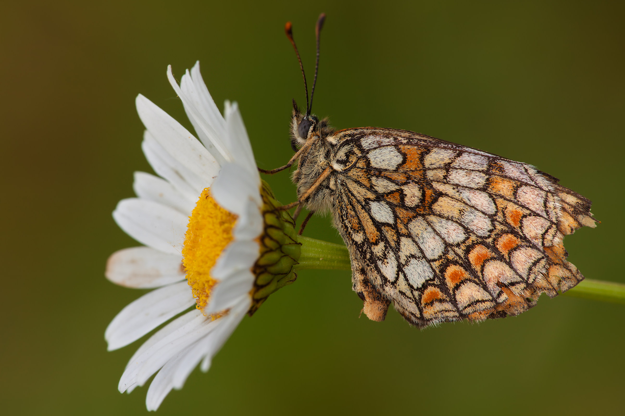 Questo è il mio scudo!
