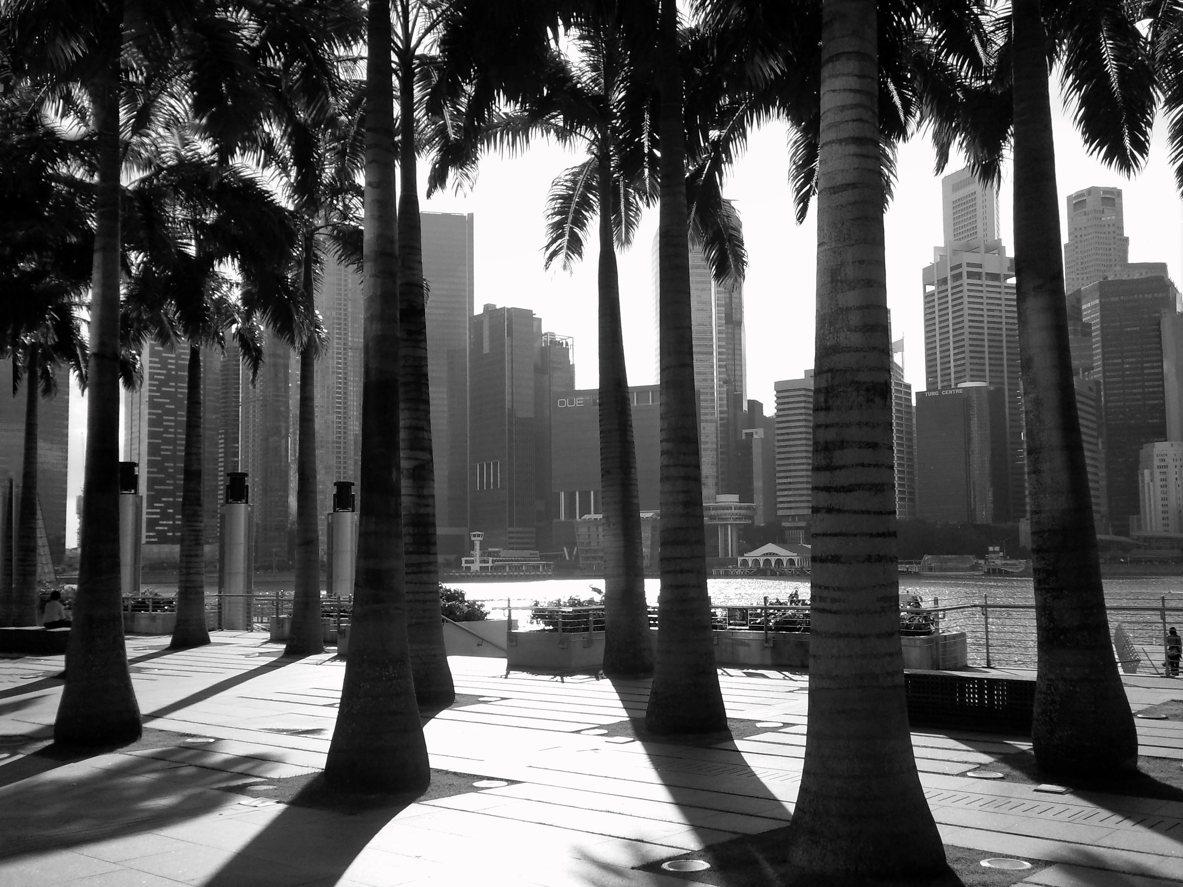 Alberi di trenta piani...