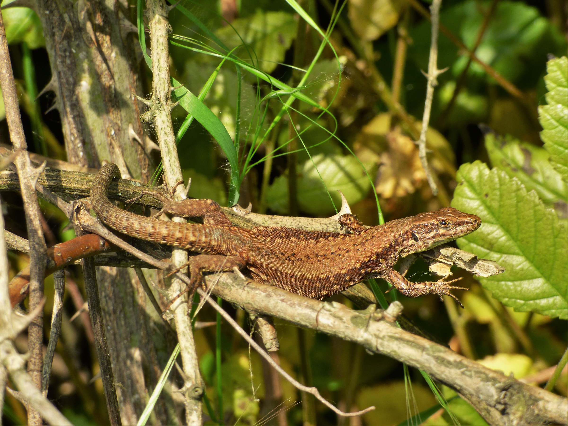 lucertola equilibrista