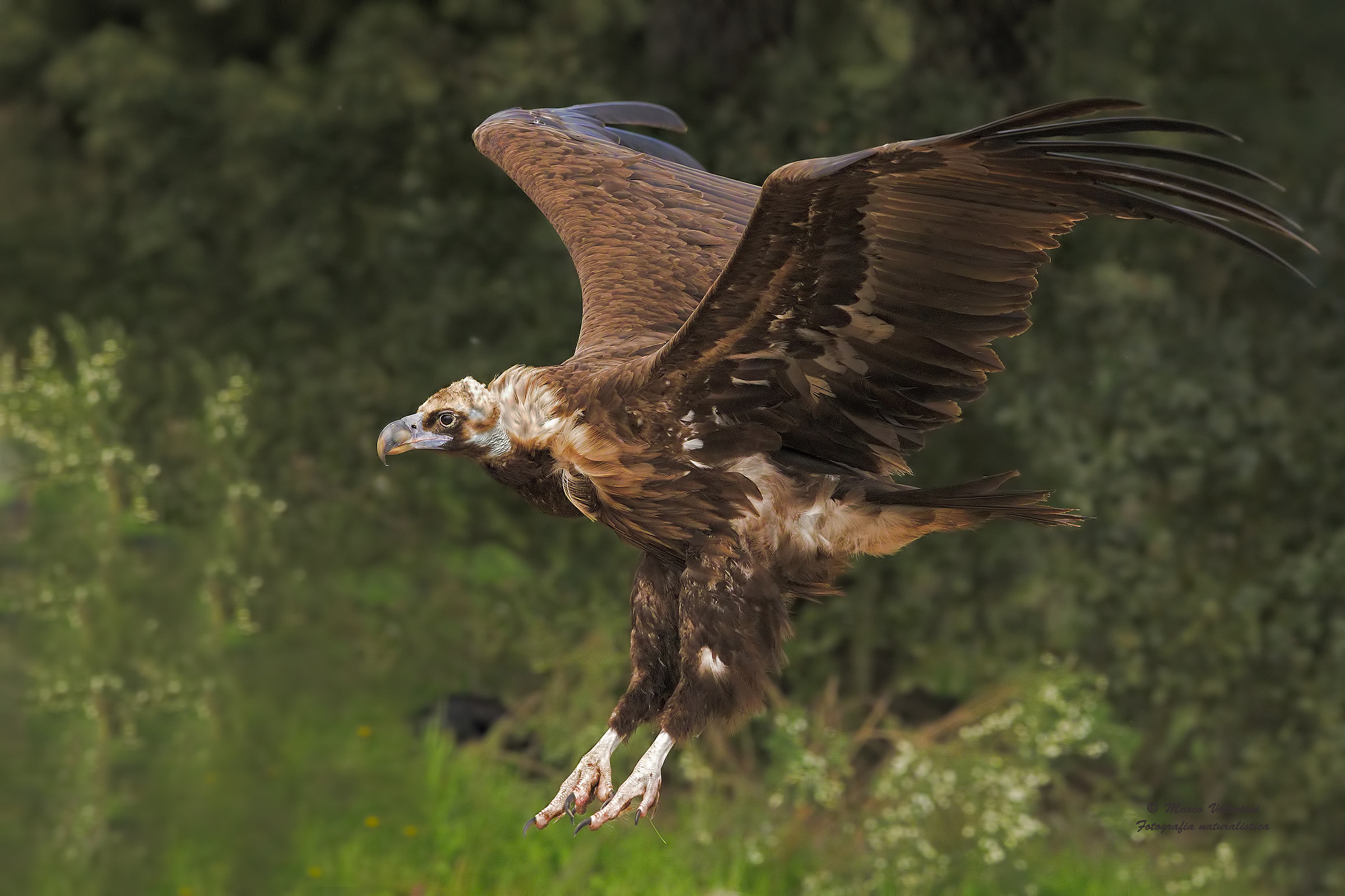 Monaco to 10,000 ISO