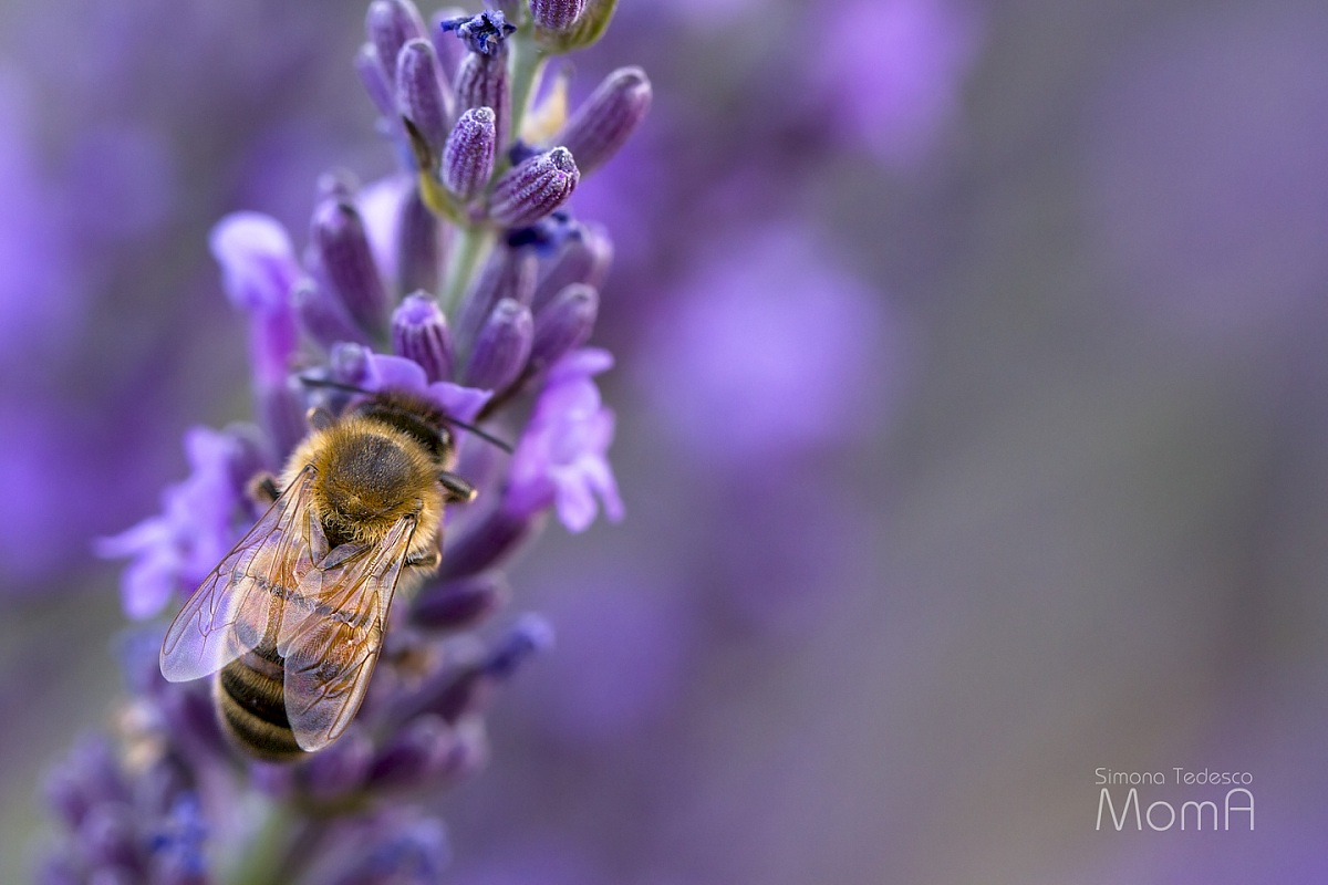 Miele di lavanda