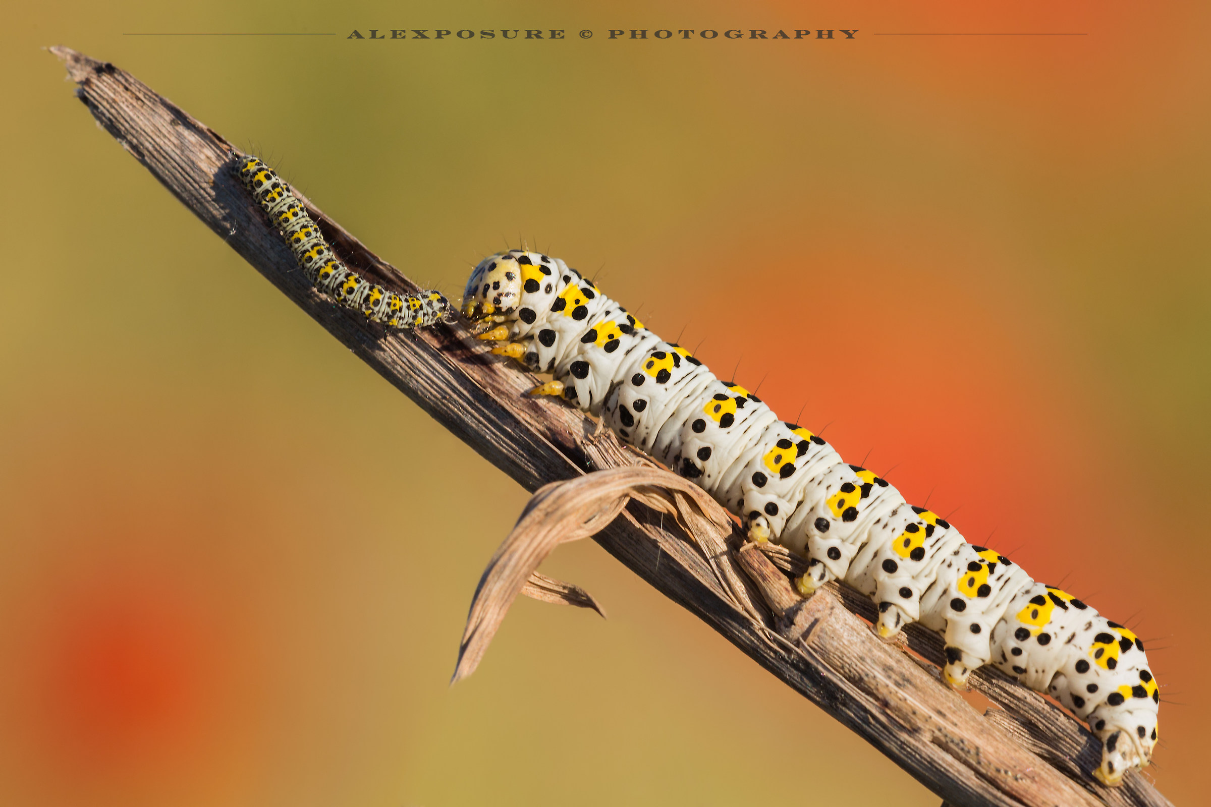 Cucullia Verbasci compared