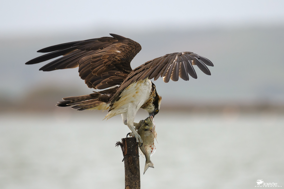 With wings spread sull'orata