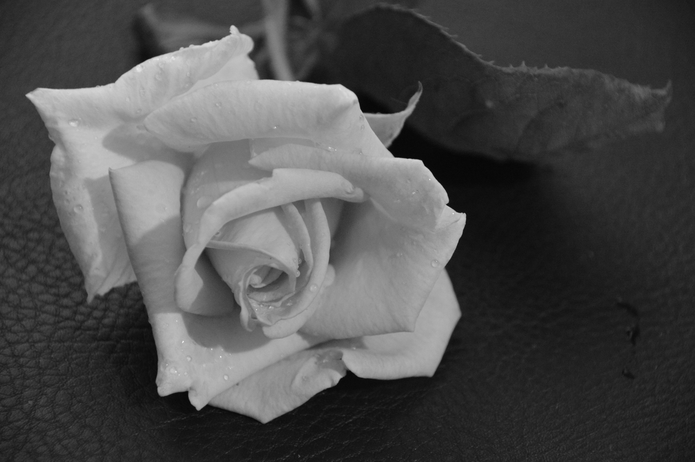 Rose B / W
