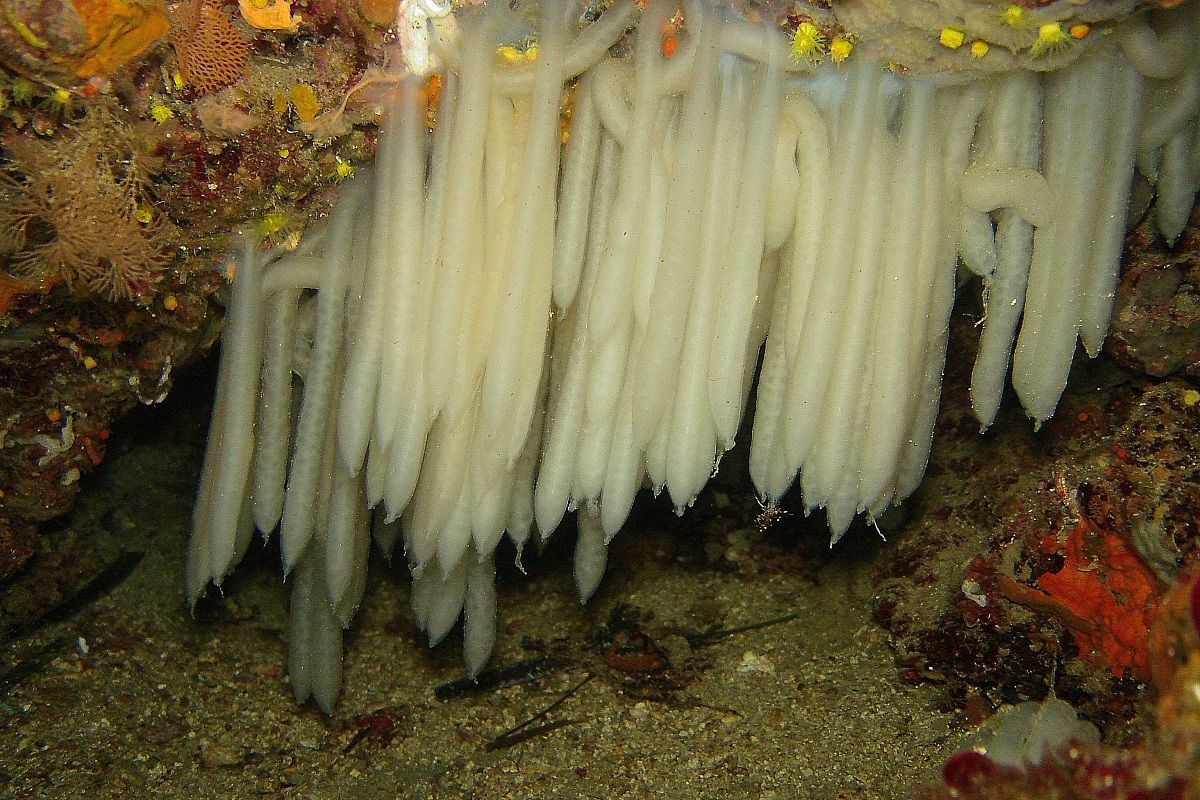 uova di polpo o calamaro