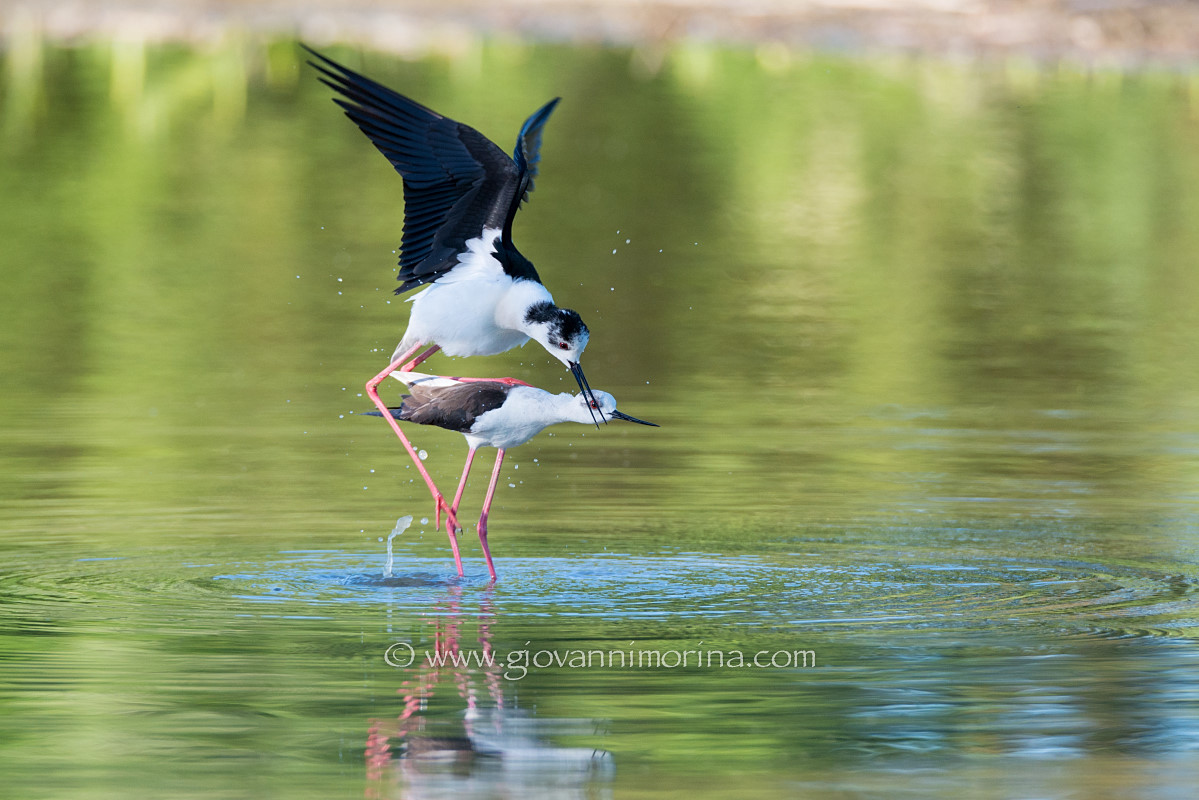 Knights coupling of Italy