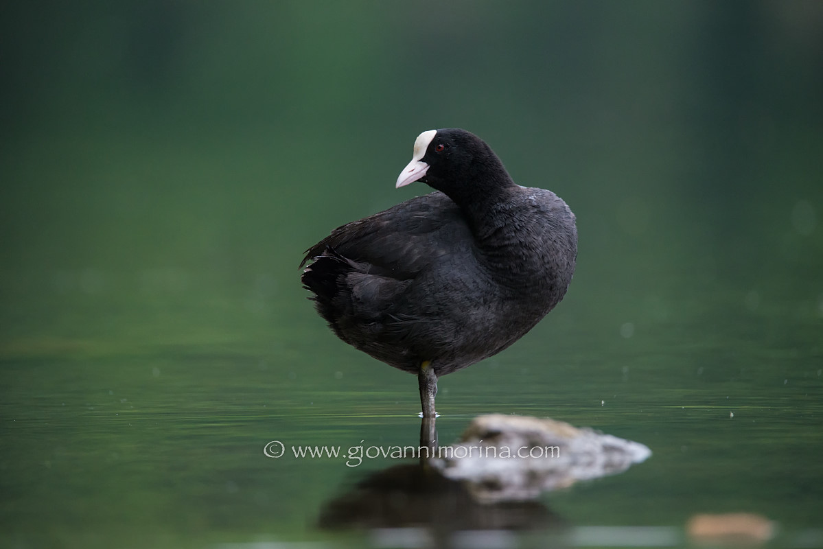 curious coot