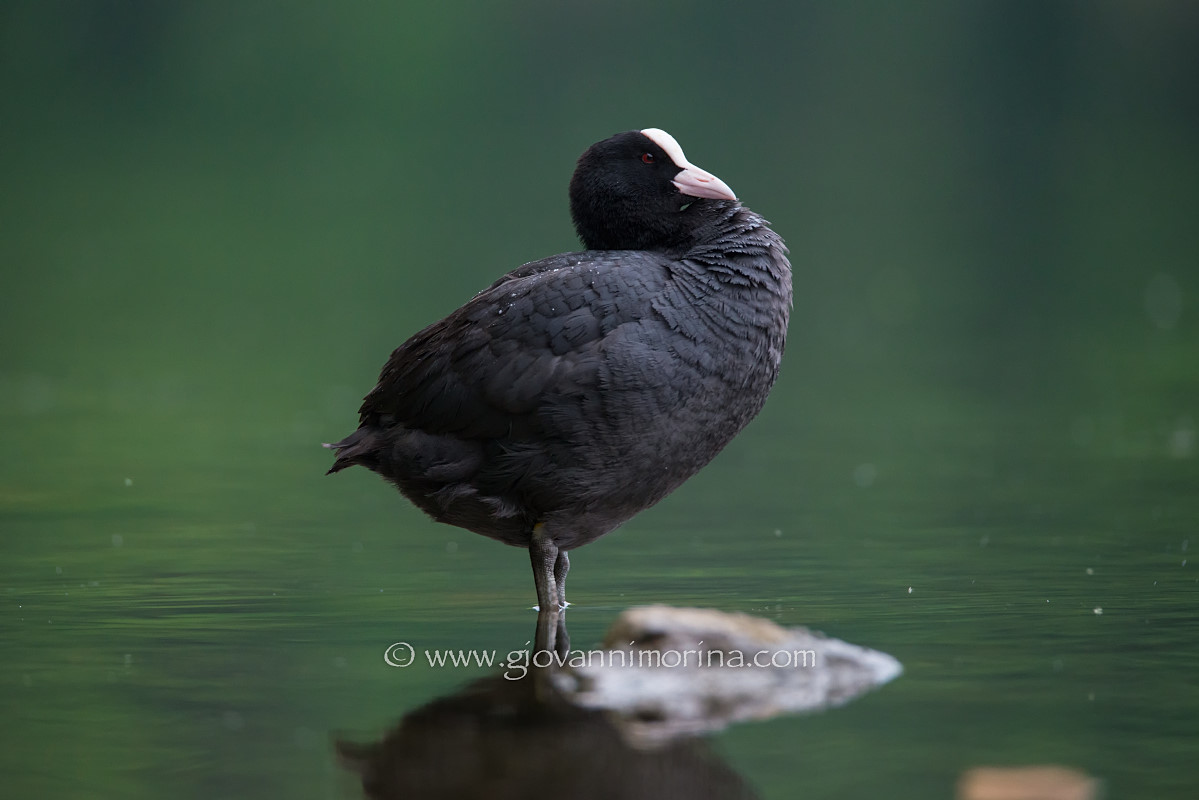 Coot