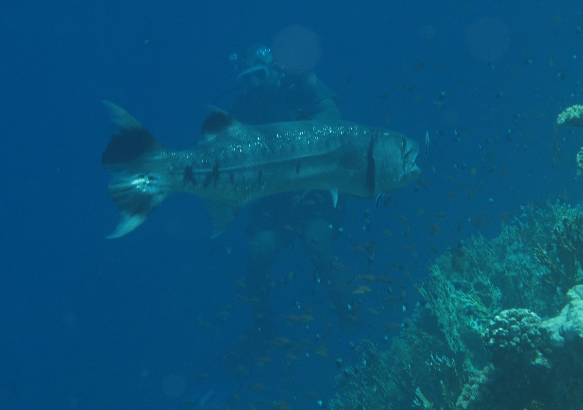 Sphyraena barracuda
