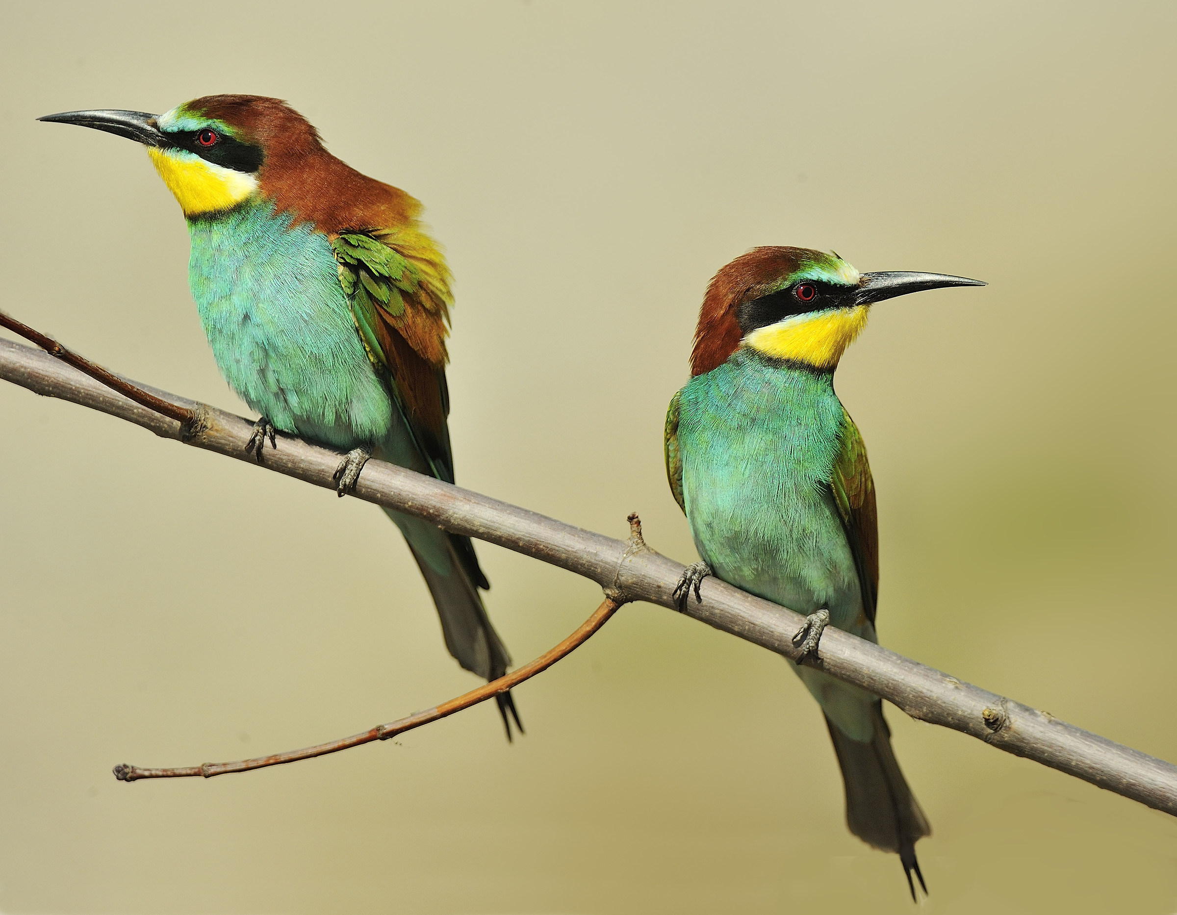 tu guarda di quà, che io guardo di là