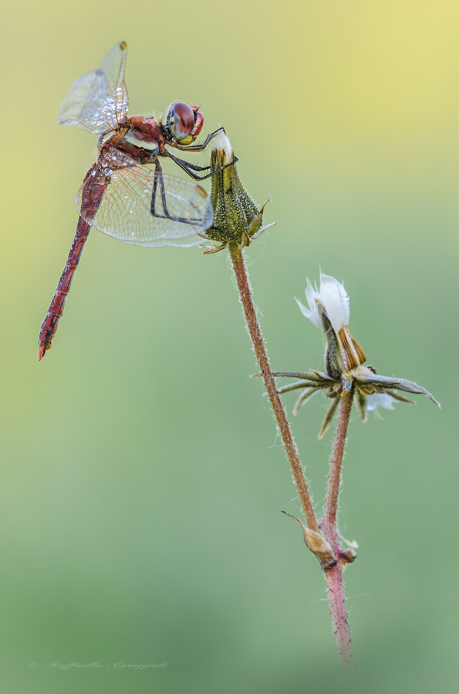 sympetrum fonscolombii